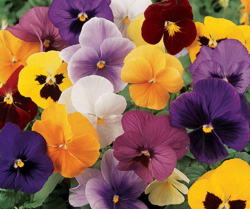 Pansy Panola Mix Xp Seeds