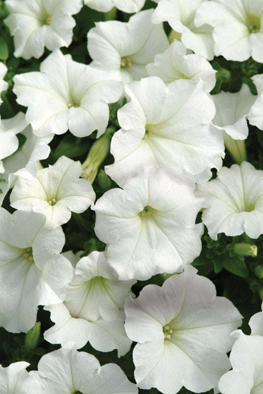 Petunia Easy Wave White Seeds