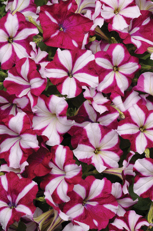 Petunia Easy Wave Burgundy Star Seeds