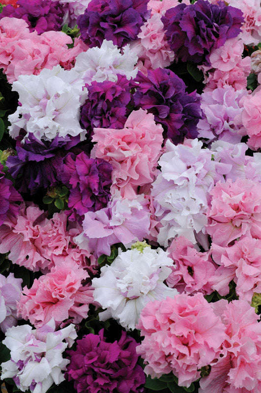Petunia Double Cascade Mix Seeds