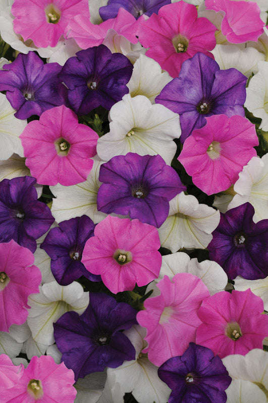 Petunia Shock Wave Spark Mix Seeds