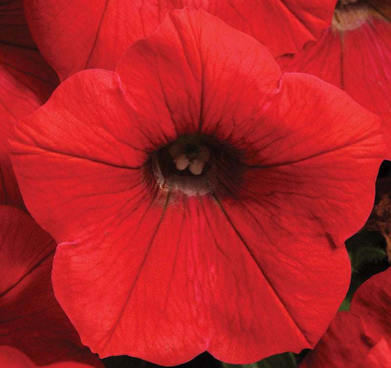 Petunia Shock Wave Red Seeds