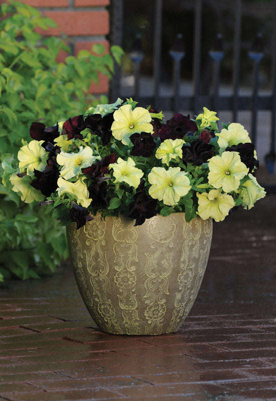 Petunia Sophistica Blackberry Seeds