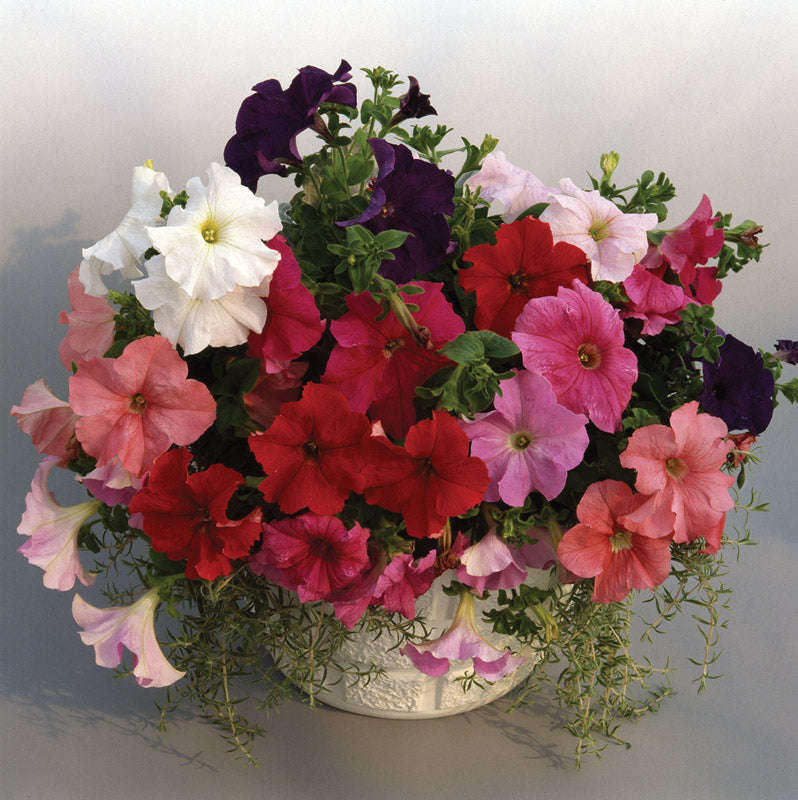 Petunia S/Cascade Mix Seeds