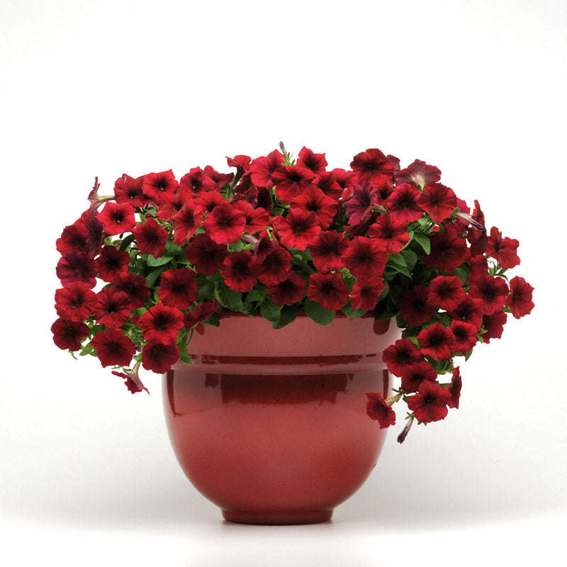 Petunia Easy Wave Red Velour Seeds