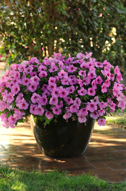 Petunia Easy Wave Pink Passion Seeds