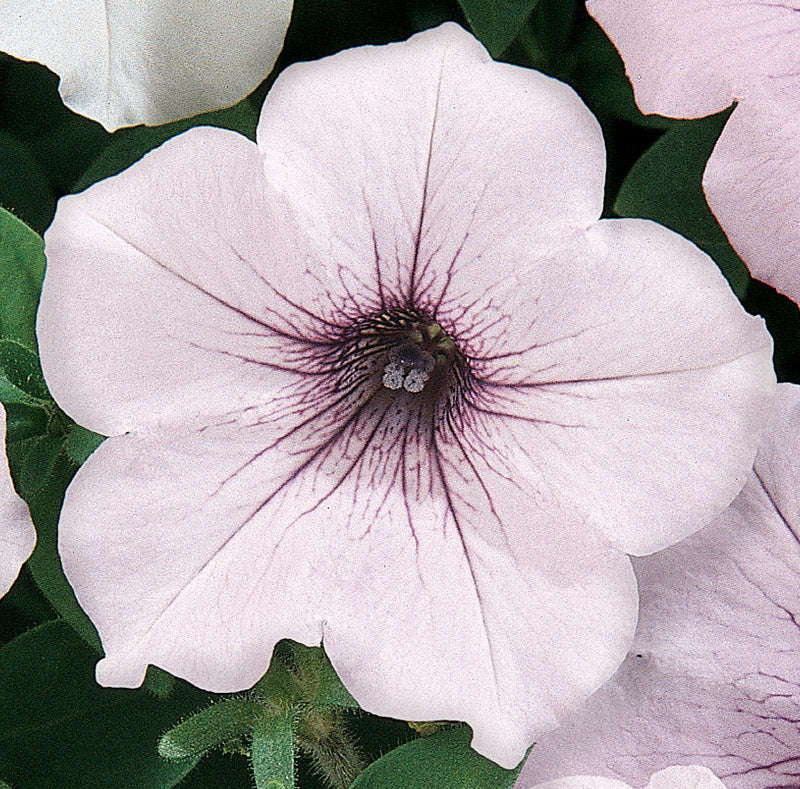 Petunia Tidal Wave Silver Seeds