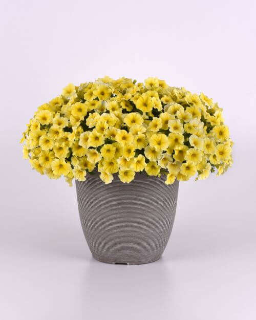 Petunia Caliburst Yellow Seed