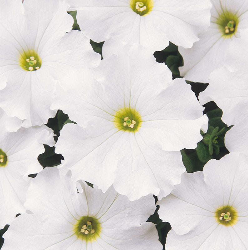 Petunia Dreams White Seeds