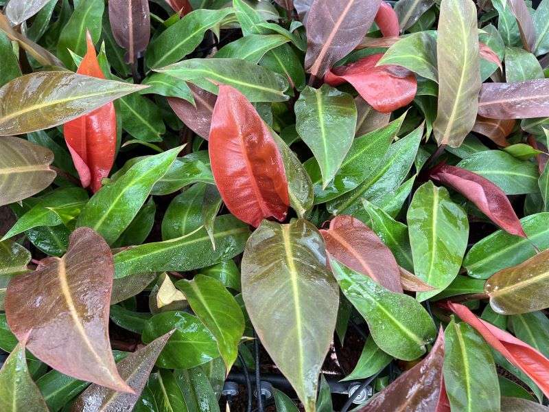 Philodendron Sun Red Seedlings
