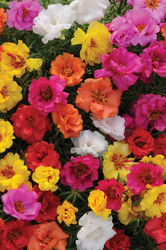Portulaca Happy Hours Mixed Seeds