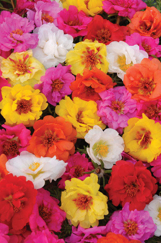 Portulaca Happy Trails Mix Seeds