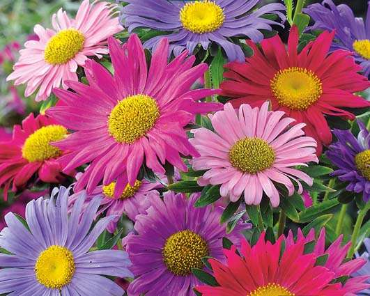 Aster Rainbow Single Mix Seeds
