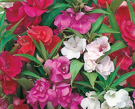 Balsam Tom Thumb Mix Seeds