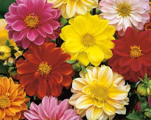 Dahlia Unwins Bedding Mix Seeds