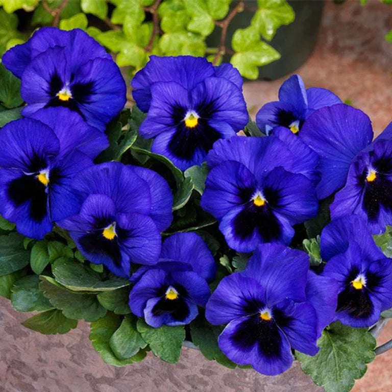 Pansy Cape of Storms Seeds