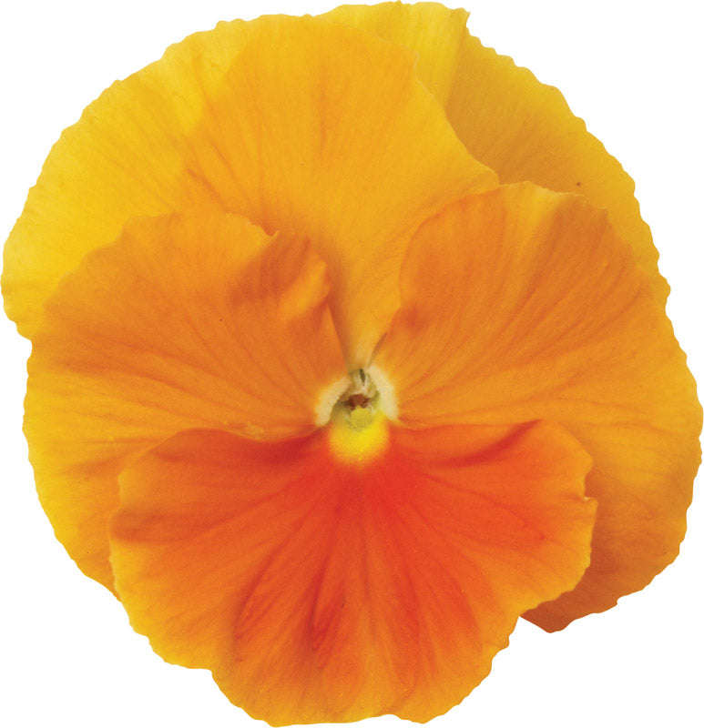 Pansy Matrix Orange Seeds