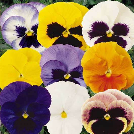 Pansy Matrix Mix Seeds