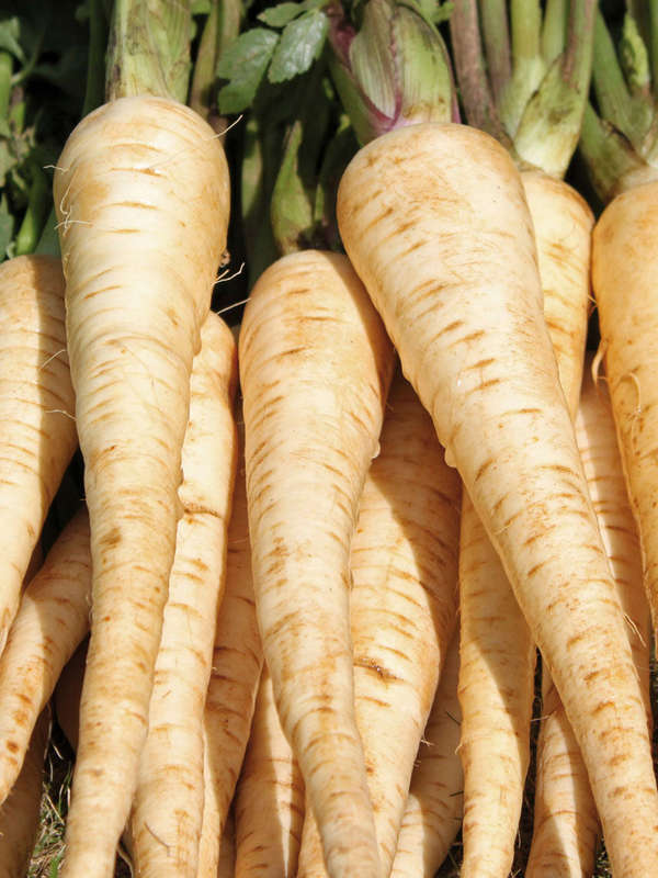 Parsnip White Gem Seeds