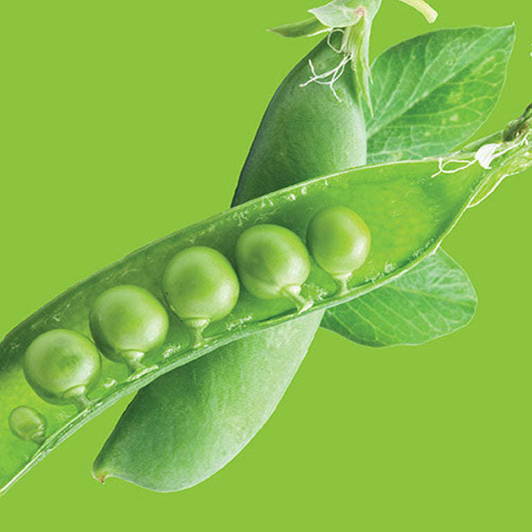 Pea Tom Thumb Seeds