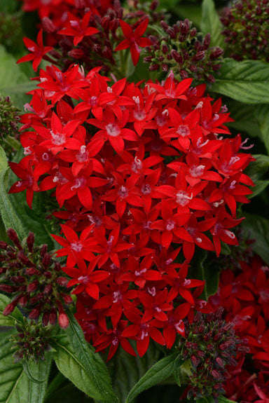 Pentas Lucky Star F1 Dark Red Seeds