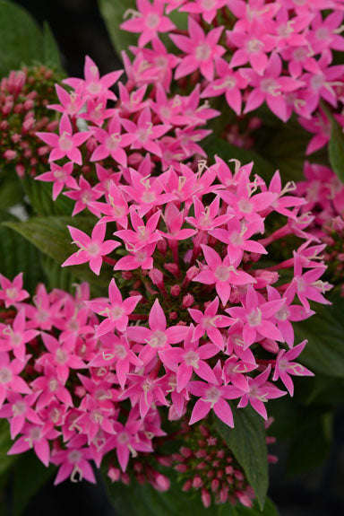 Pentas Lucky Star F1 Deep Pink Seeds