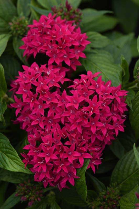 Pentas Lucky Star F1 Lipstick Seeds