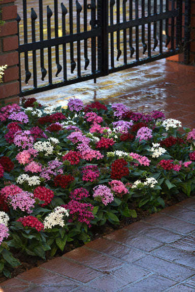 Pentas Lucky Star F1 Mix Seeds