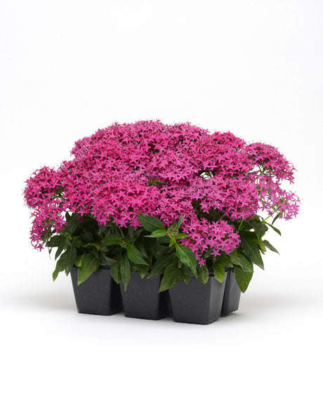 Pentas Lucky Star F1 Violet Seeds