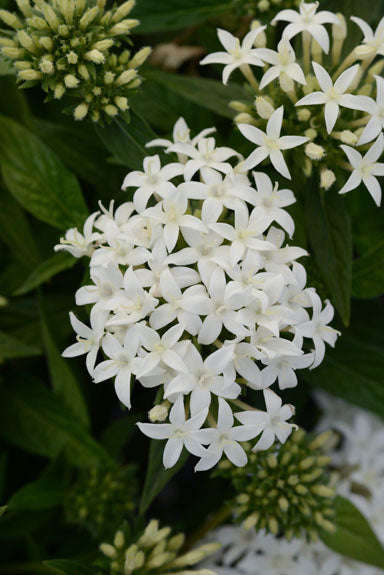 Pentas Lucky Star F1 White Seeds