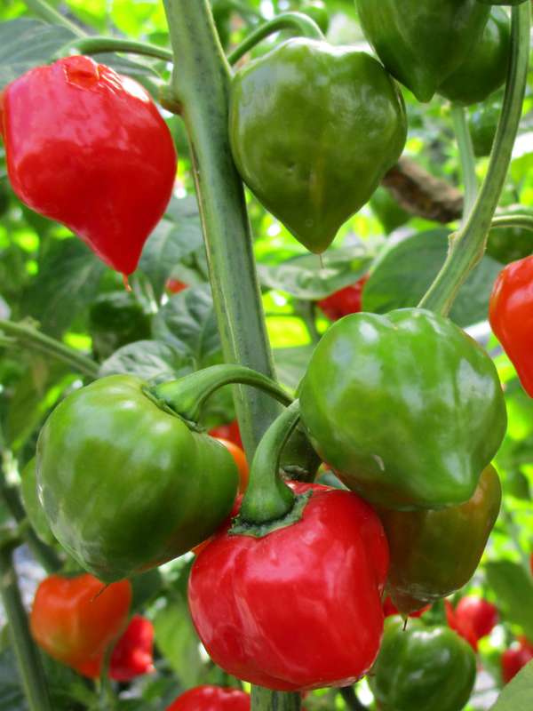 Capsicum Habanero - Chili Seeds