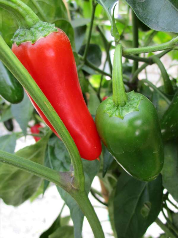 Capsicum Jalapeno - Chili Seeds