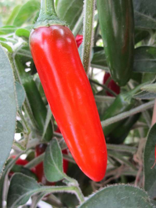 Capsicum Serrano - Chilli Seeds