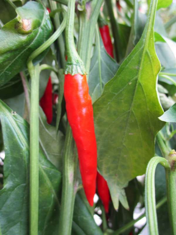 Capsicum Uyababa - Chili Seeds