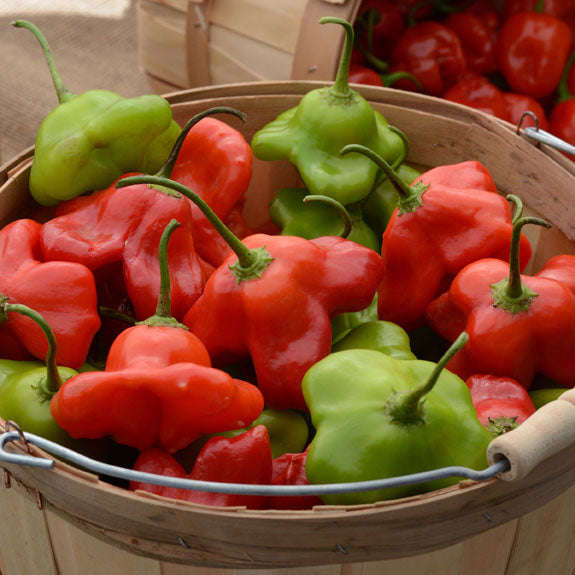 Capsicum Mad Hatter Seeds