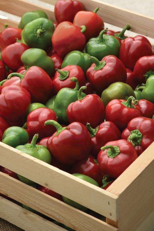 Capsicum Snackabelle Red Seeds