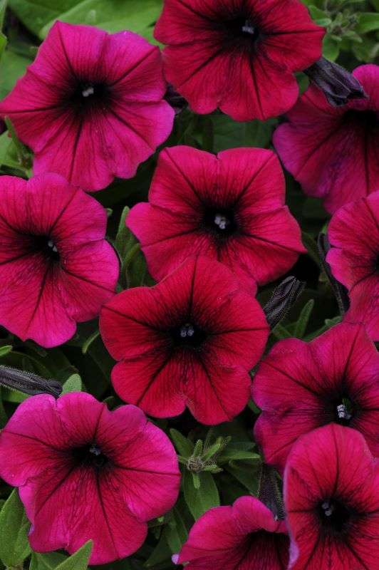 Petunia Shock Wave Deep Purple Seeds