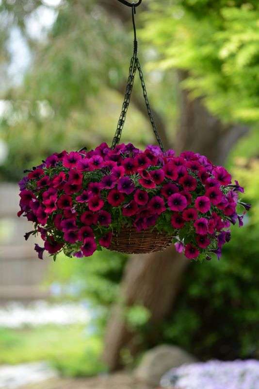 Petunia Shock Wave Deep Purple Seeds