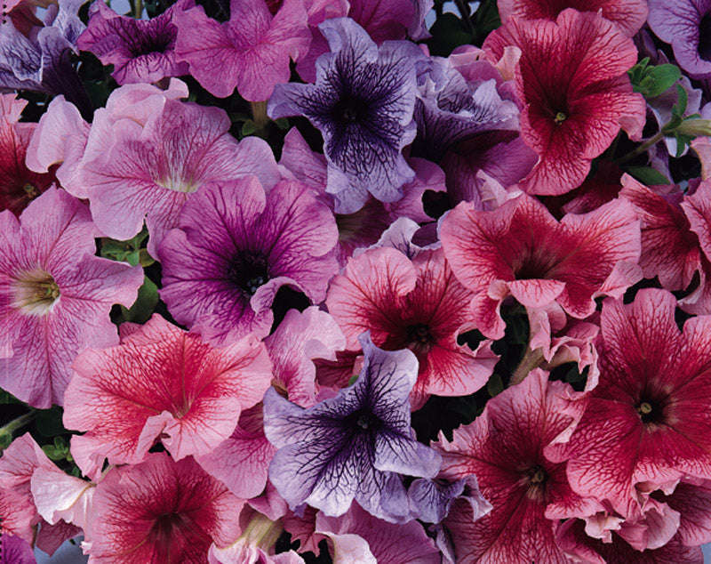 Petunia Daddy Mix Seeds