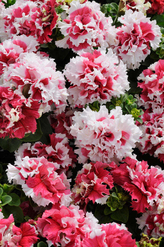 Petunia Pirouette Red Seeds