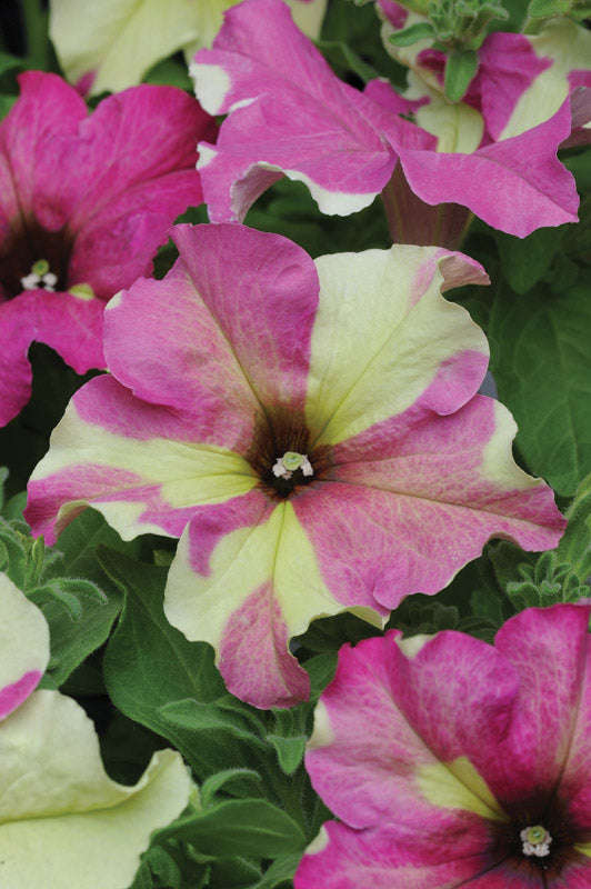 Petunia Sophistica Lime Bicolor Seeds