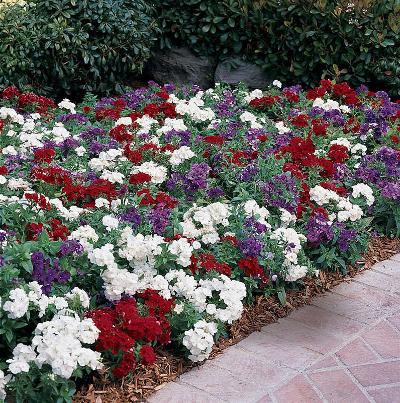 Phlox 21St Century F1 Mix Seeds
