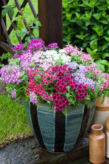 Phlox Popstars Mix Seeds