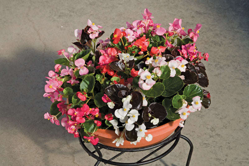 Begonia Planet Mix Seeds