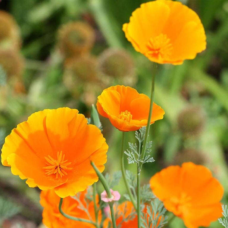 Poppy California Singles Seeds