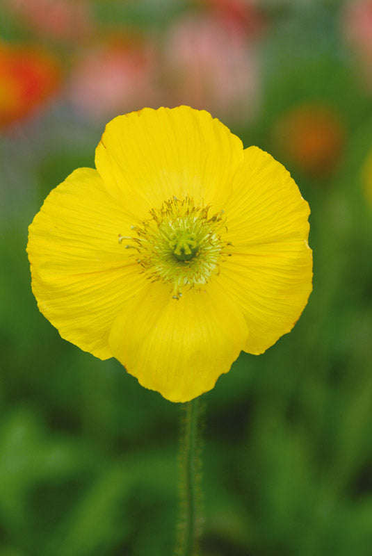 Poppy Champagne Bubbles F1 Yellow Seeds