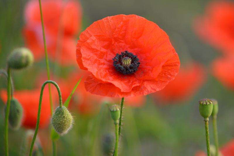 Poppy Flanders Single Red Seeds