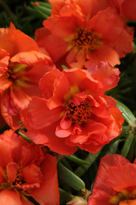 Portulaca Happy Hours Orange Seeds