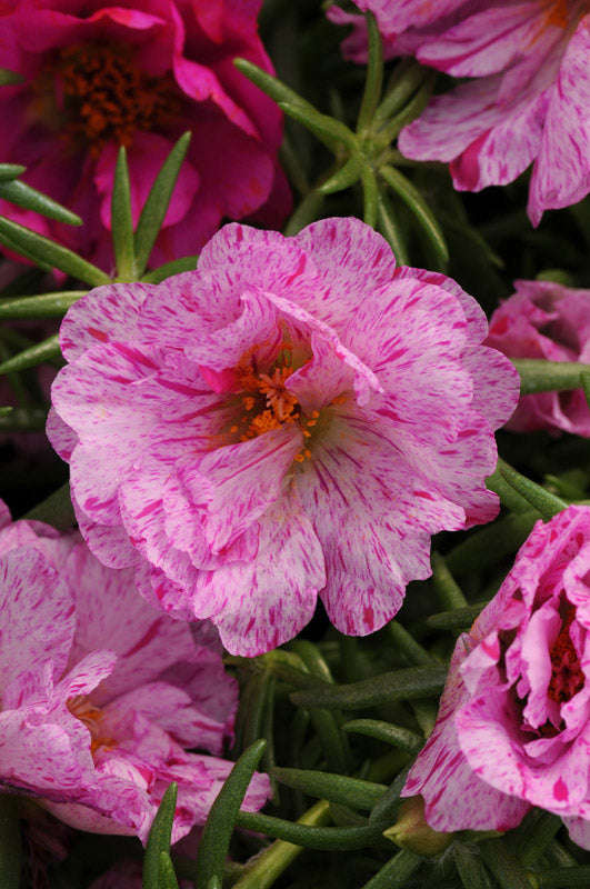 Portulaca Happy Hours Peppermint Seeds