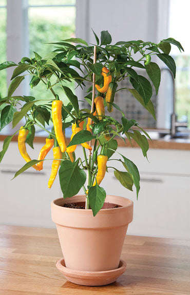 Capsicum Pot Pepper Golden Cayenne - Chili Seeds